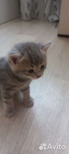 Британская кошка