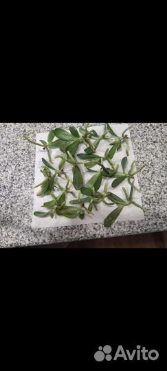 Орхидея фаленопсис