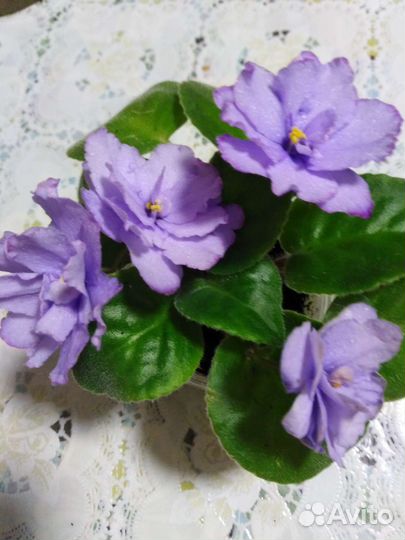 Фиалка детки