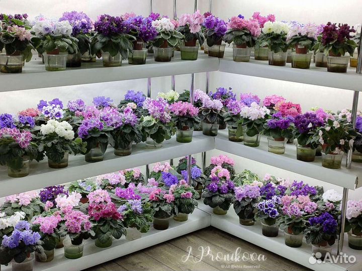 Сортовые фиалки