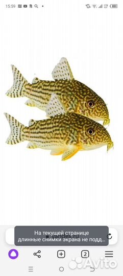 Продам коридорас Штерба взрослые