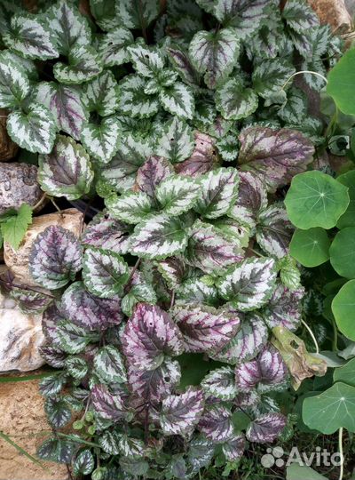 Многолетки. дицентра королевская, флокс и др