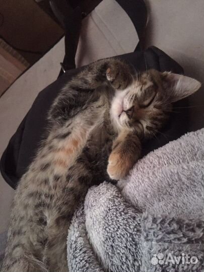 Отдам котят в добрые руки