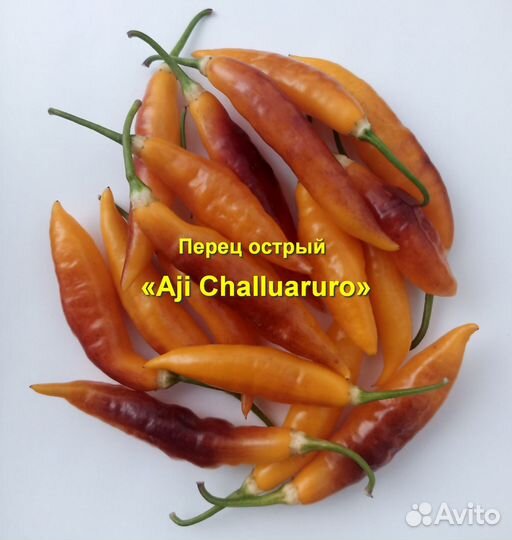 Перец острый «Aji Challuaruro» 15 семян