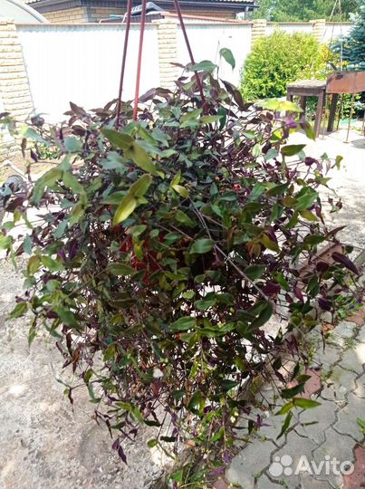 Традесканция гибридная кашпо