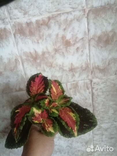 Комнатные растения