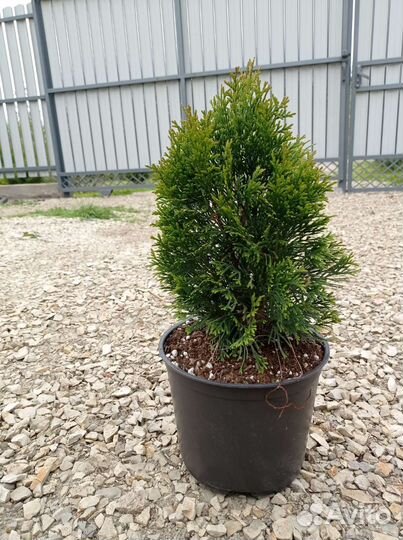 Туя Смарагд