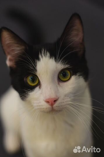 Ищет дом стерилизованная красавица