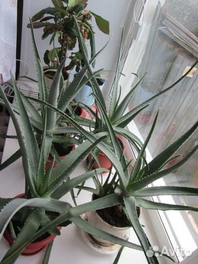 Алоэ-вера взрослое