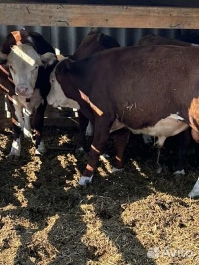 Бычки герефорды