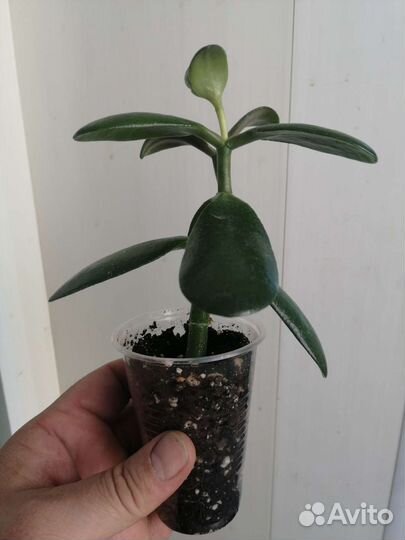 Толстянка (денежное дерево)