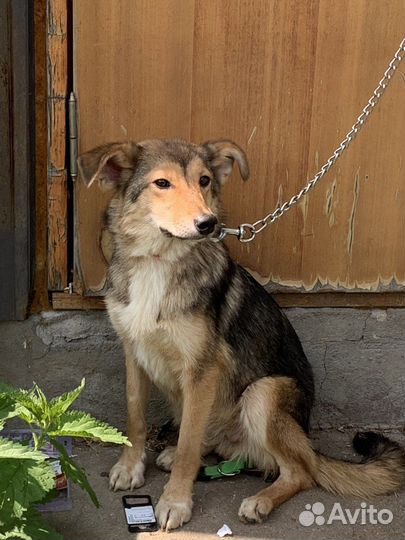 Мила, красавица и умница ищет дом