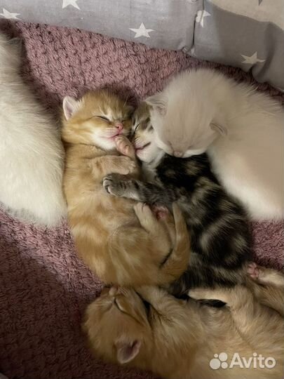 Шотландские котята