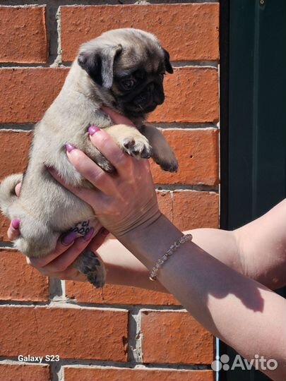 Щенки мопса