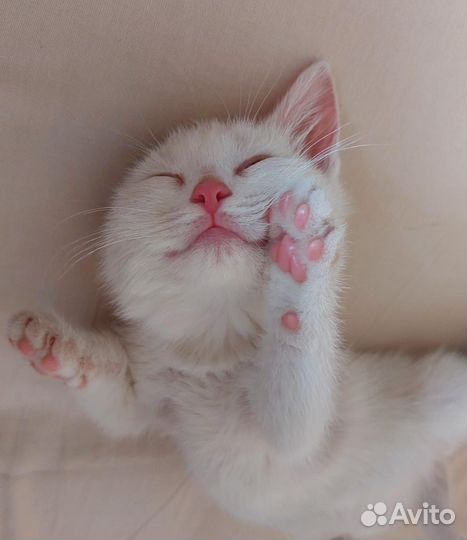 Котёнок белоснежный в добрые руки