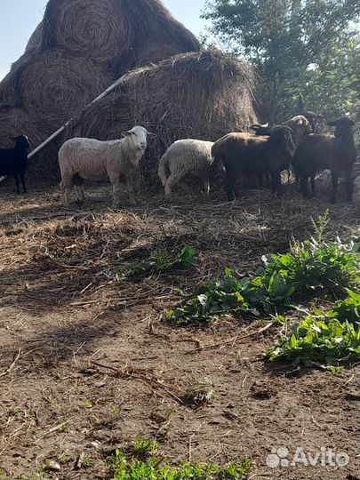 Овцы бараны