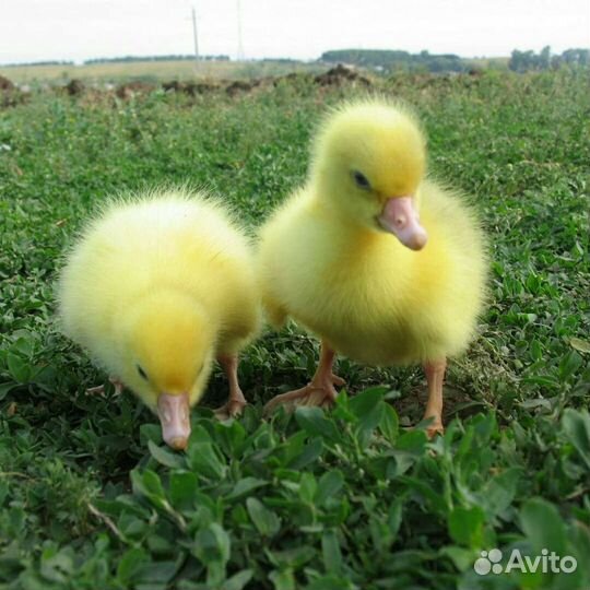 Гусята суточные Линда
