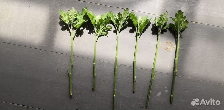 Хризантема черенки