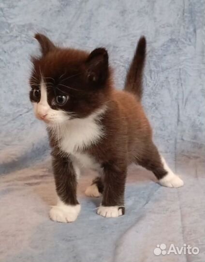 Отдам котят