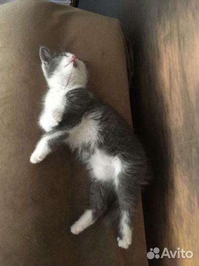 Девочка - срочный пристрой