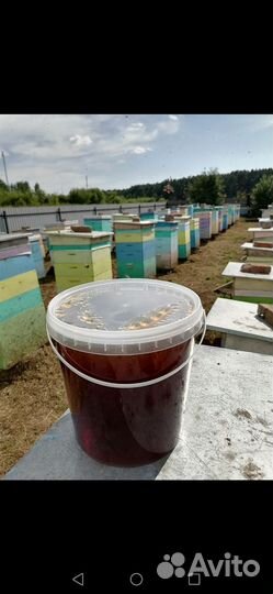 Мёд Алтайский гречка 2024