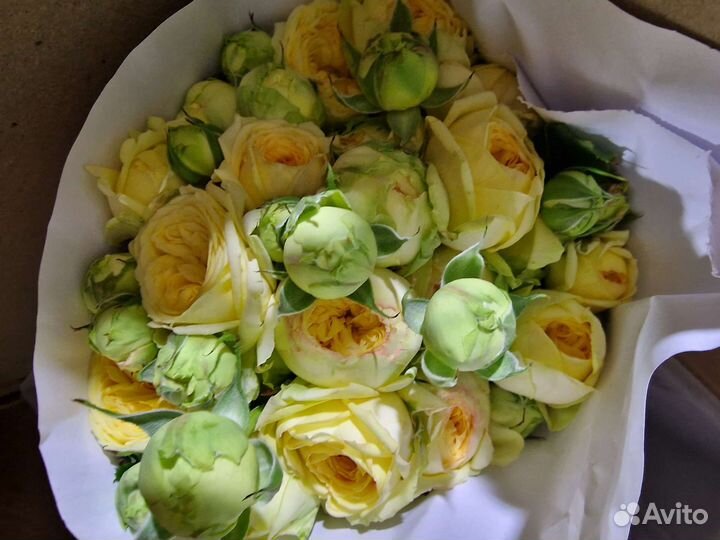 Кустовые, пионовидные розы