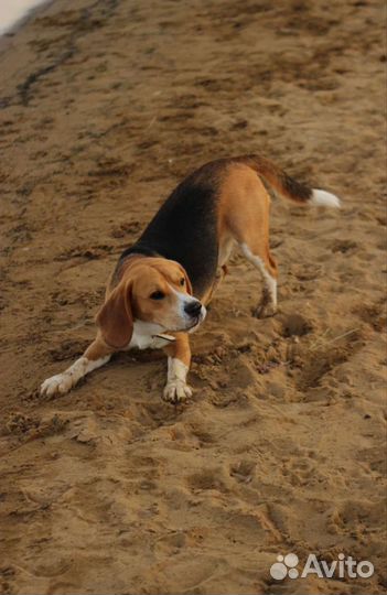 Бигль в добрые руки