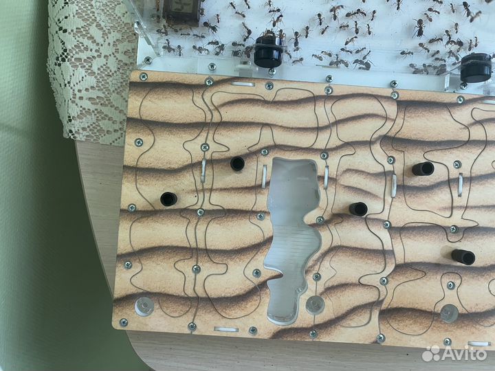 Экстреннo Формикарий с муравьями феллахами(fellah)