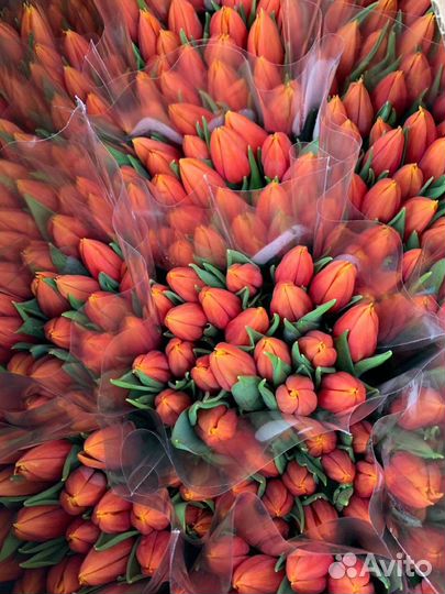 Тюльпаны к 8 марта