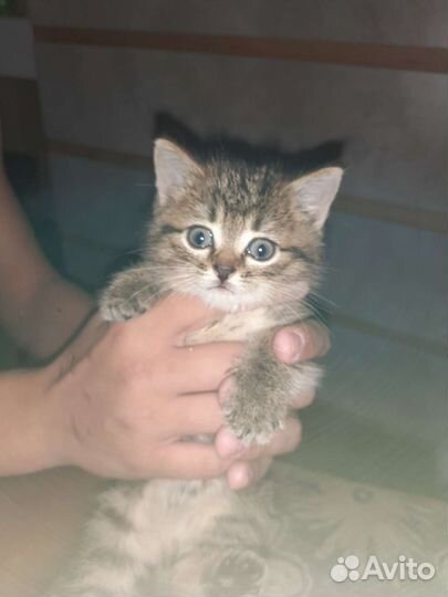 Британская кошка