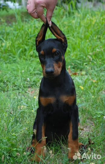 Щенки добермана