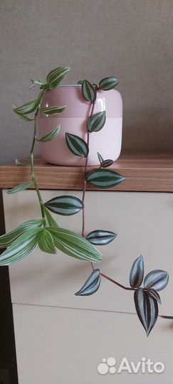 Традесканция