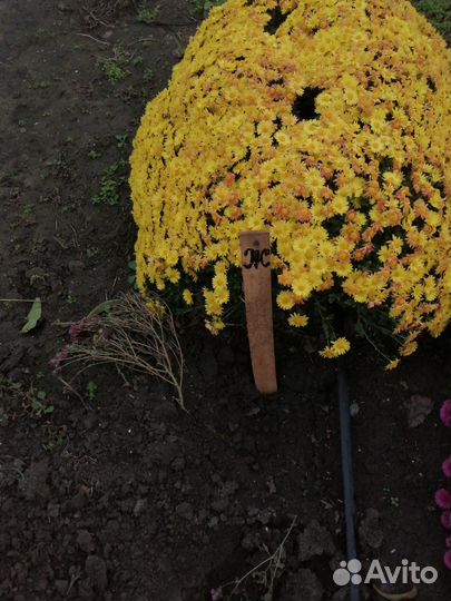 Продаём многолетние цветы. Дубочки, мульти флора