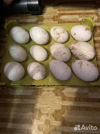 Продам яйца гусиные инкубационные