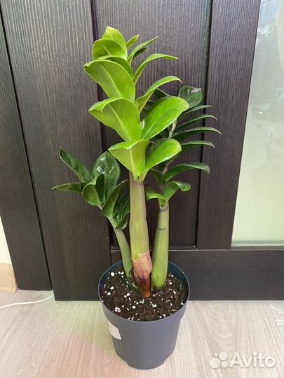 Замиокулькасы. Диффенбахия