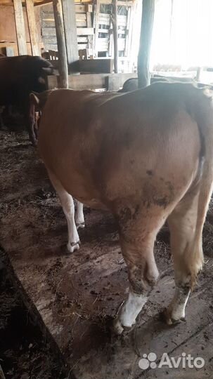 Продается корова