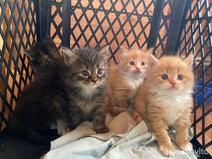 Котята в добрые руки
