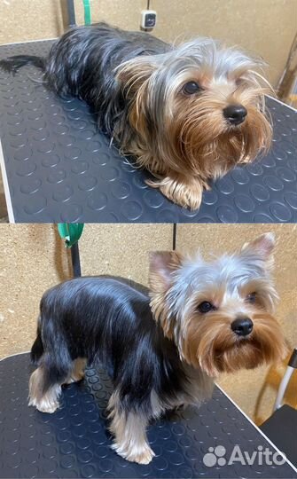 Стрижка собак/груминг