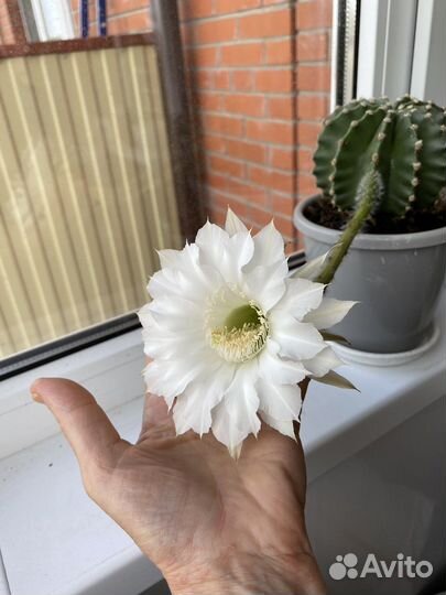 Кактус