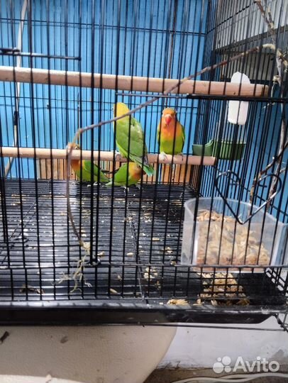 Попугай неразлучники