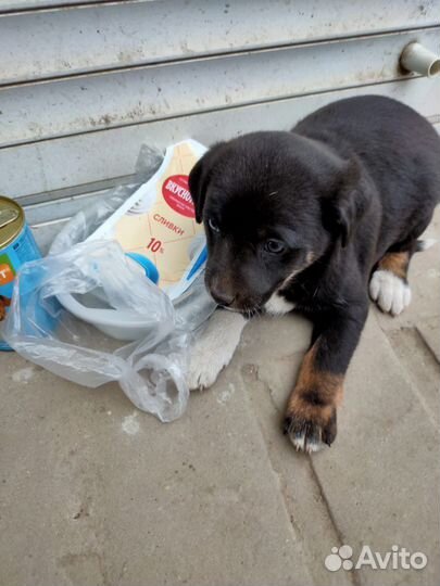 Метис хаски