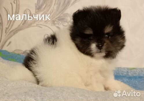 Шпиц Миник Мальчик Медвежонок