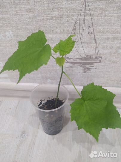 Комнатные растения