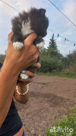 Котики в дар