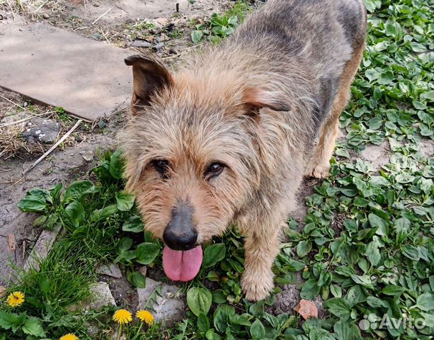 Собака в добрые руки