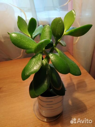 Комнатные цветы