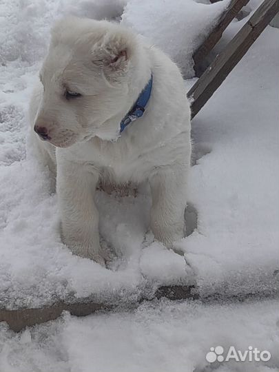 Щенки сао алабай