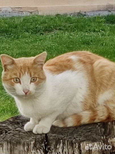 Кошка