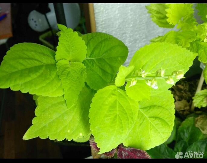 Колеус вегетативный