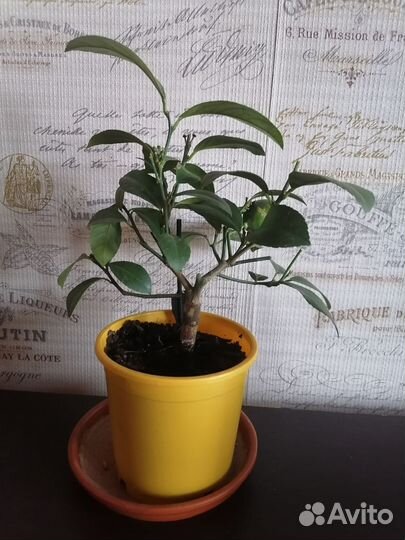 Лимонное дерево